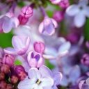 Нина Баканова