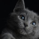 Ирина Курина