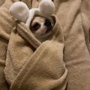 Дарья Железнова