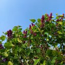 Валентина Корженко