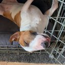 Вера Фаленко