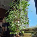 Елена Молоткова