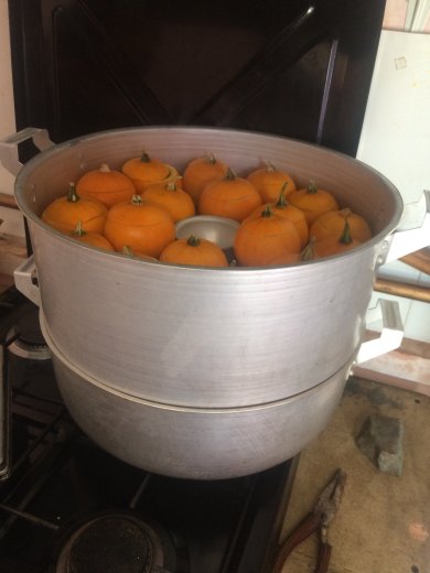 Карлик тыква - Шаг 4