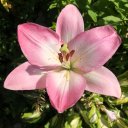 Екатерина Багирова