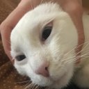 Полина Черепанова