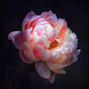 Катринеска Катринеска