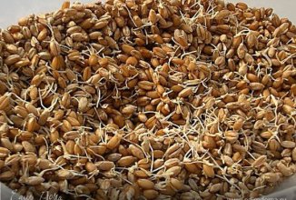 Пророщенные зерна пшеницы