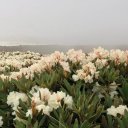 Василиса Гавриленко