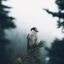 Ульяна Бабий