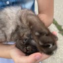 Выпечка Златы