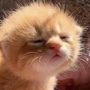 Светлана Васина