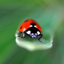 Тамара Смоленок