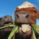 Сергей Пчеловод