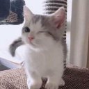 валерия агеева