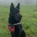 Богдан Корончевский