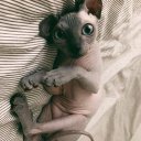 Алекс Чернов