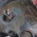 Юля Шарлотка