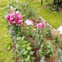 ЕЛЕНА Костина