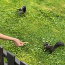 Алина Кафорио