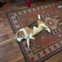 Ангелина Семенова