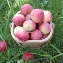 Наталья Быстрова