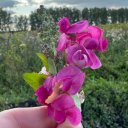 Алсу Кормилицина