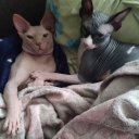 Александра Гриц