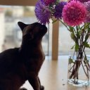 Ксения Волкова