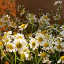 Анастасия Чернецкая