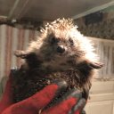 Елена Иванова