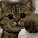 Юсик Петрова