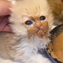 Огузок Огузович