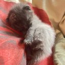 Мария Михайленк