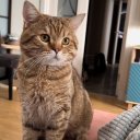 Алексей Голото