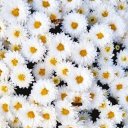 Елена Комарова