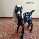 ника васильева