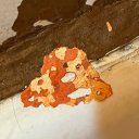 настя китай