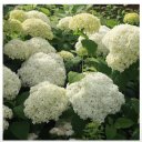 Кристина Семина