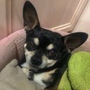 Никита Чихуахуа