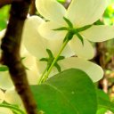 Елена Сметанина