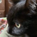 Игорь Жорин