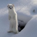 Ласка Куница