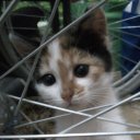 Марина Бобрович-Алтухова