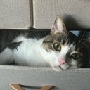 алина шарафиева