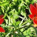 Матрена Прокопьева