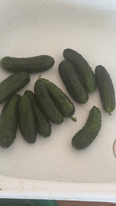 Огурчики маринованные застольные - Шаг 1