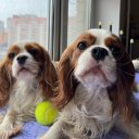 Ксения Карпец