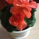 Галина Амеличева