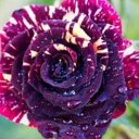 София Давыденко