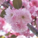 Равиля Хазиева